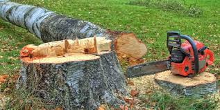 Professional Tree Services in East Williston, NY