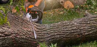 Best Storm Damage Tree Cleanup  in East Williston, NY