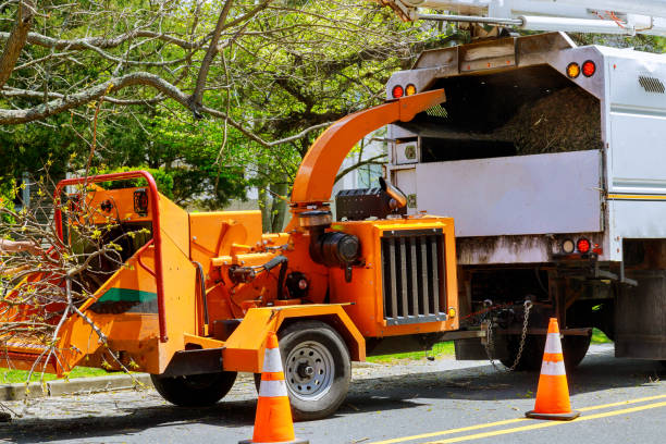 Best Emergency Tree Removal  in East Williston, NY