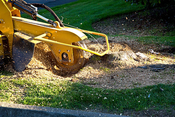 Best Grass Overseeding  in East Williston, NY